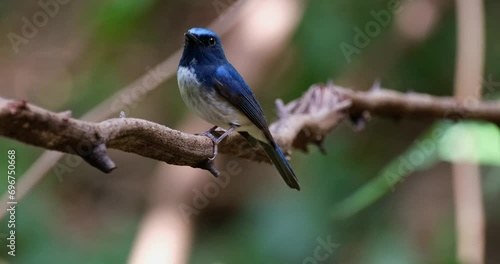 Sideview of this super lovely blue and white bird facing to the left and back as the camera zooms out, Hainan Blue Flycatcher Cyornis hainanus, Thailand photo