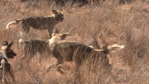 A pack of African wild dogs tries to hunt and kill a warthog. Close up.