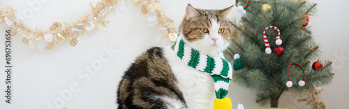 winter holiday and cat concept with scottish cat wear silk scarf and play with pine and christmas tree decorate background