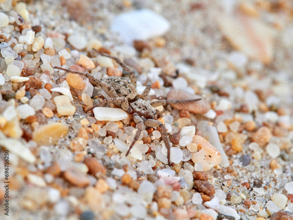 Hunting spider in beach sand. Berlandina plumalis Hunting spider in beach sand. Berlandina plumalis