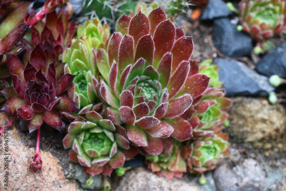 Sempervivum ROSIE 1970 succulent cactus rojnik Sempervivum ROSIE 1970 succulent cactus rojnik