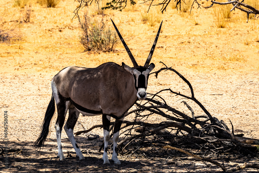 South African oryx (Oryx gazella) (Gemsbok) near Twee Rivieren in the