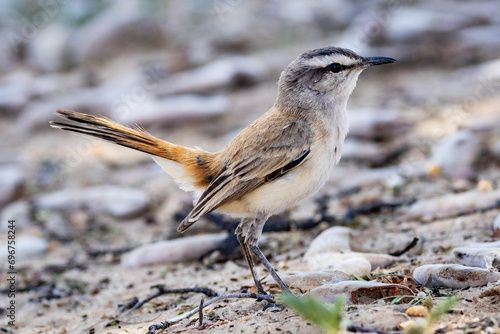 Kalahari scrub robin (Kalahari wipstert) (Cercotricha paena) at Dikbaardskolk in the Kgalagadi Transfrontier Park, Kalahari photo