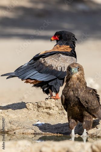 Juvenile Bateleur (Berghaan) (Terathopius ecaudatus) at Cubitje Quap in the Kgalagadi Transfrontier Park, Kalahari photo