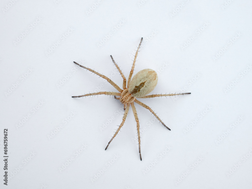Ground hunting spider on a white background. Genus Thanatus. Ground hunting spider on a white background. Genus Thanatus.