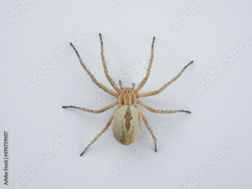 Ground hunting spider on a white background. Genus Thanatus.