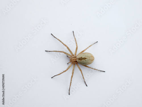 Ground hunting spider on a white background. Genus Thanatus. © Macronatura.es