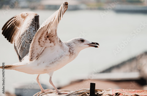 View of the city of Istanbul through flying seagulls. The city is in focus, the seagulls are out of focus. Travelling in Turkey. tourist destinations. postcards of Istanbul. architecture and culture. photo