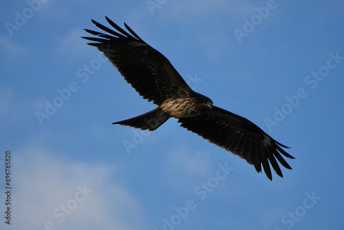 black kite in a field © Matthewadobe