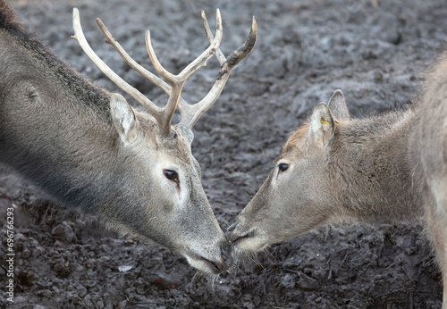 Fototapeta Naklejka Na Ścianę i Meble -  Père David's Deer or Milu (Elaphurus davidianus)