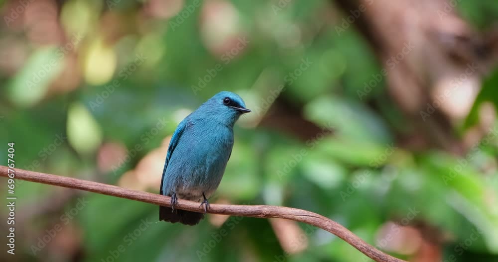 Camera slides and zooms out revealing this lovely male Verditer Flycatcher Eumyias thalassinus, Thailand Camera slides and zooms out revealing this lovely male Verditer Flycatcher Eumyias thalassinus, Thailand