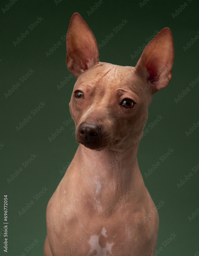 American Hairless Terrier dog sits gracefully, a studio shot against green. dignified pose highlights its sleek form