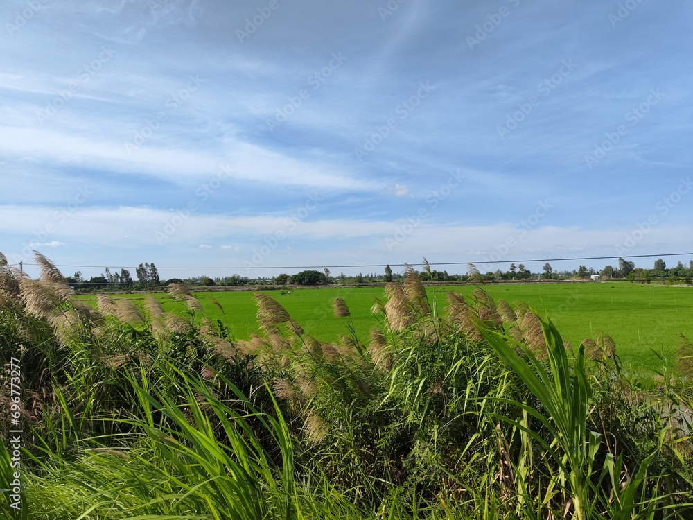 Obraz premium Vietnam countryside landscape on a cloudy day, reed flower field, Rice fields on a cloudy day