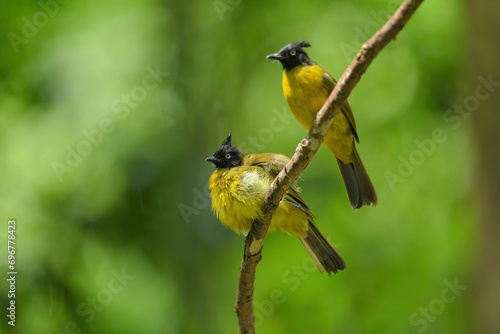  Black-headed Bulbul ( Brachypodius atriceps ) on branch birdwatching in the forest photo