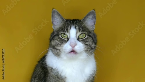 The cat licks his lips, he ate deliciously. Funny cat looks into the camera. Cat emotions on a brown background. Pet in slow motion 4K. Gray cat footage for design and advertising. photo