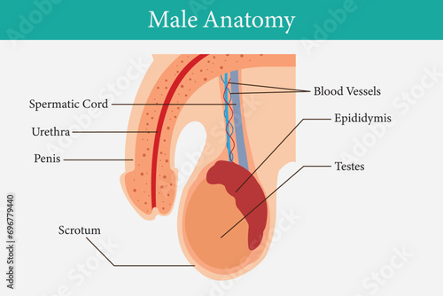 cross section of  Male reproductive system. median section. for  health education. eps 10 photo