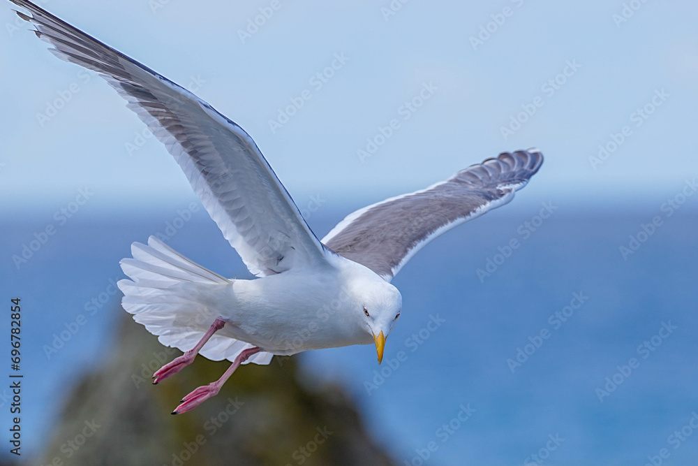 Obraz premium ウミネコ