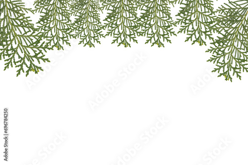 Closeup fresh green twigs thuja branches isolated on a transparent background. png, Pine tree   © Duang