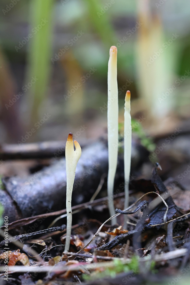 Clavaria falcata, a clavarioid fungus from Finland, no common English name