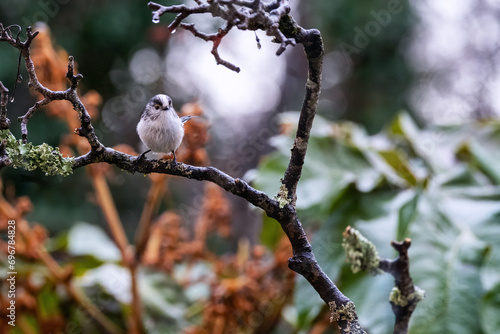 long tailed tit on branch in the garden 