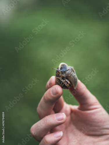 Human female hand holding a snail