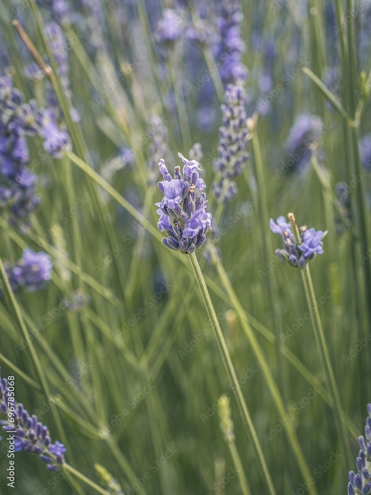Obraz premium Beautiful blooming lavender growing in field