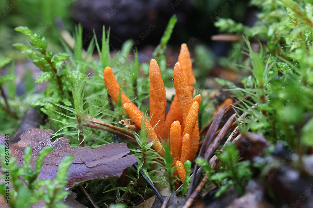 Cordyceps militaris, commonly known as Scarlet Caterpillar Club, entomopathogenic fungus from Finland Cordyceps militaris, commonly known as Scarlet Caterpillar Club, entomopathogenic fungus from Finland