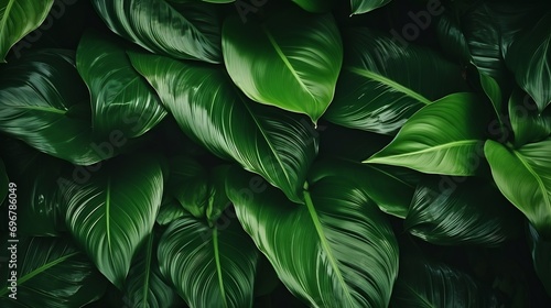 Calathea Orbifolia green natural leaves background : Generative AI photo
