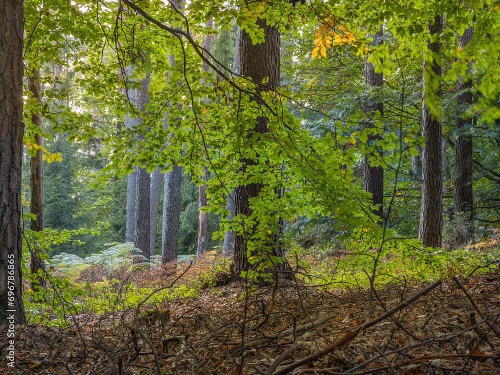 Fototapeta premium Schöner Mischwald mit Farn, in Hessen Marburg im Spätherbst