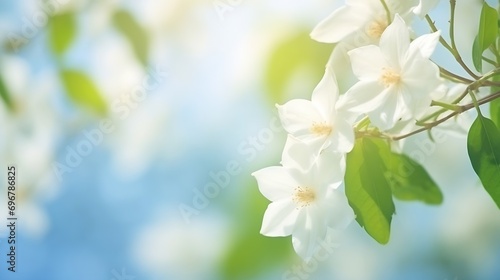 Jasmine white flowers. Floral spring background. Close-up. Nature. : Generative AI