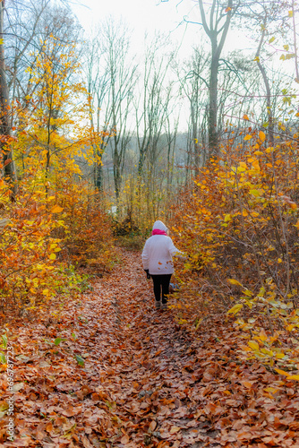 Trail with female hiker descending hill covered in leaves, among wild golden yellow and orange vegetation, autumn in Dutch nature reserve Geleenbeekdal, day in Schinnen, South Limburg, Netherlands photo