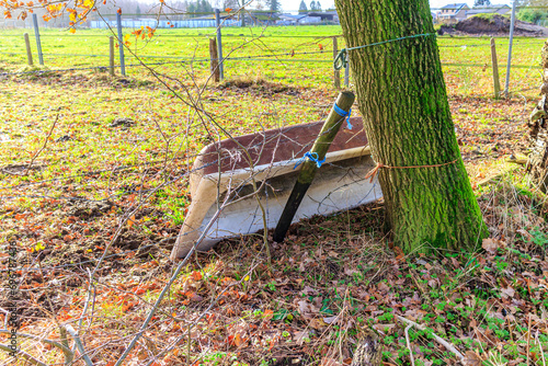 Agricultural plot with green grass and rusty tub leaning on tree, fences and farms in background, sunny foggy autumn day in Zutendaal Limburg, Belgium photo