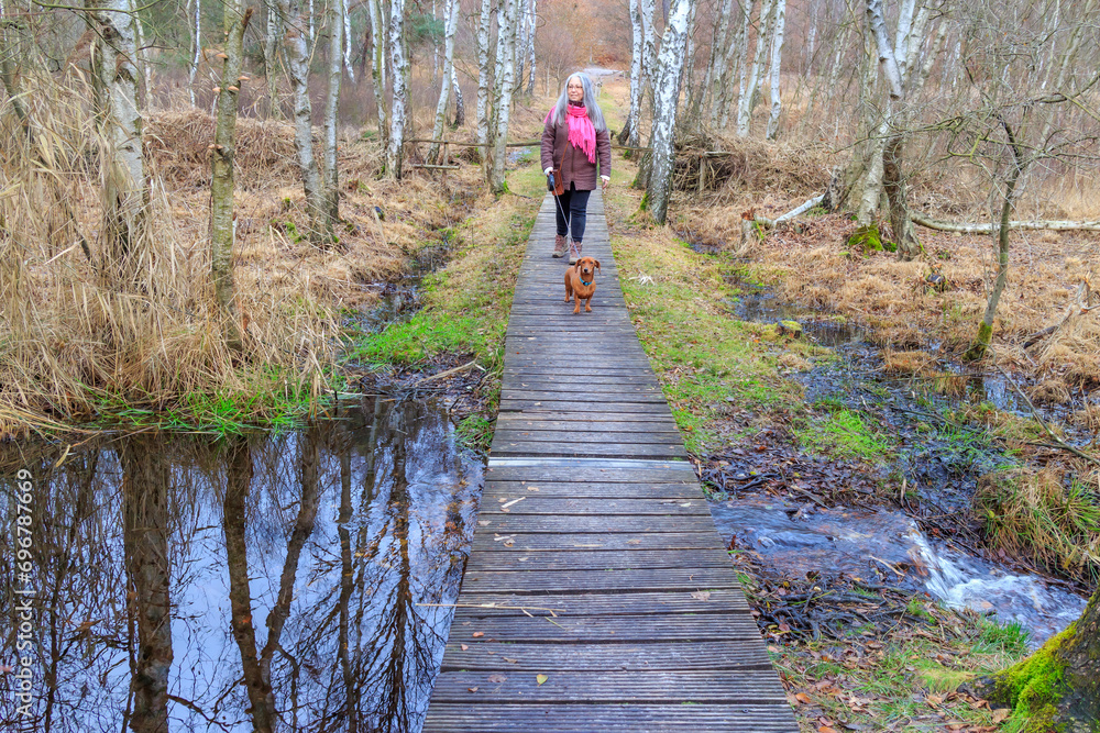 Senior adult woman walking with her dachshund on a narrow wooden path over flooded swampy ground between bare trees, autumn day in Hoge Kempen national park, Lieteberg Zutendaal Limburg, Belgium Senior adult woman walking with her dachshund on a narrow wooden path over flooded swampy ground between bare trees, autumn day in Hoge Kempen national park, Lieteberg Zutendaal Limburg, Belgium