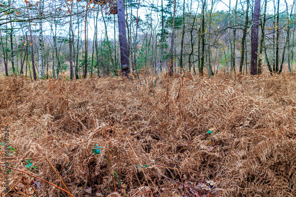 Φωτογραφία Golden dry ferns covering plain in forest area of Hoge Kempen National Park, bar