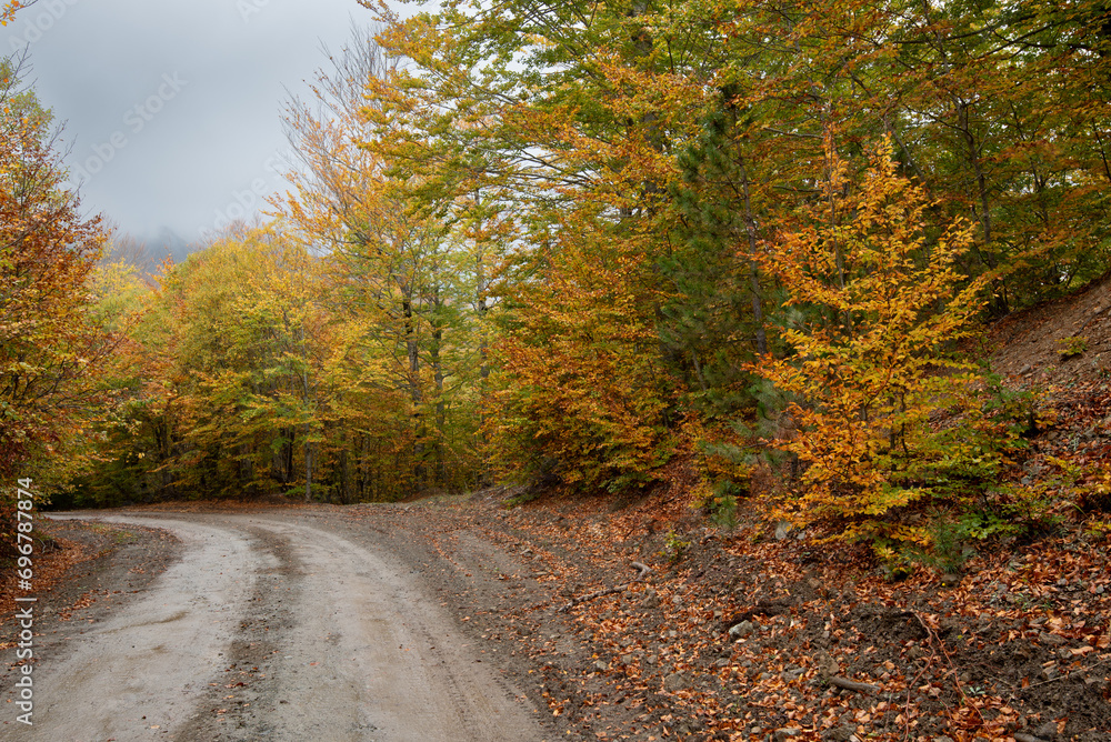 Autumn forest road. View of autumn forest road with fallen leaves Fall season scenery.