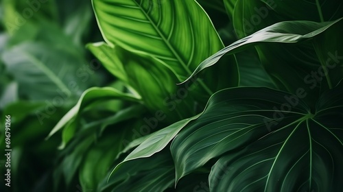Indoor plant close-up. Decorative plant. Green leaf texture. : Generative AI