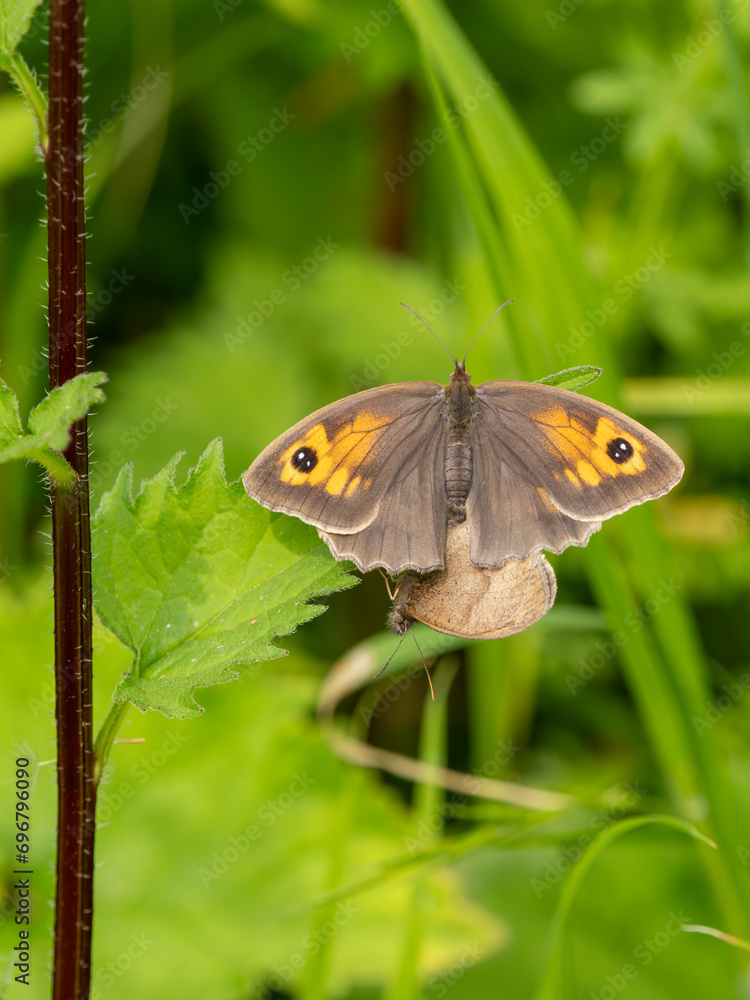 Fototapeta premium Meadow Brown Aberration Butterflies Mating
