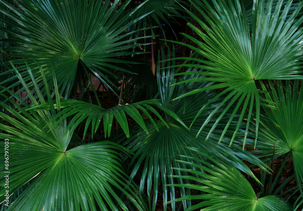 Tropical green leaves or sugar palm. Closeup nature view of green leaf and palms background. Tropical green leaves or sugar palm. Closeup nature view of green leaf and palms background.