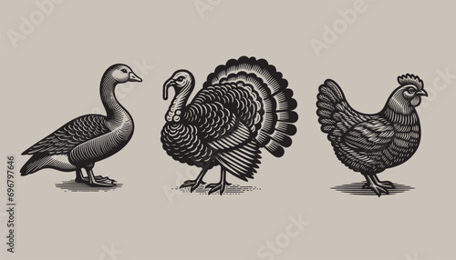 Poultry set. Chicken, turkey, goose, duck. Vitange engraving. Vector illustration, cut out objects
