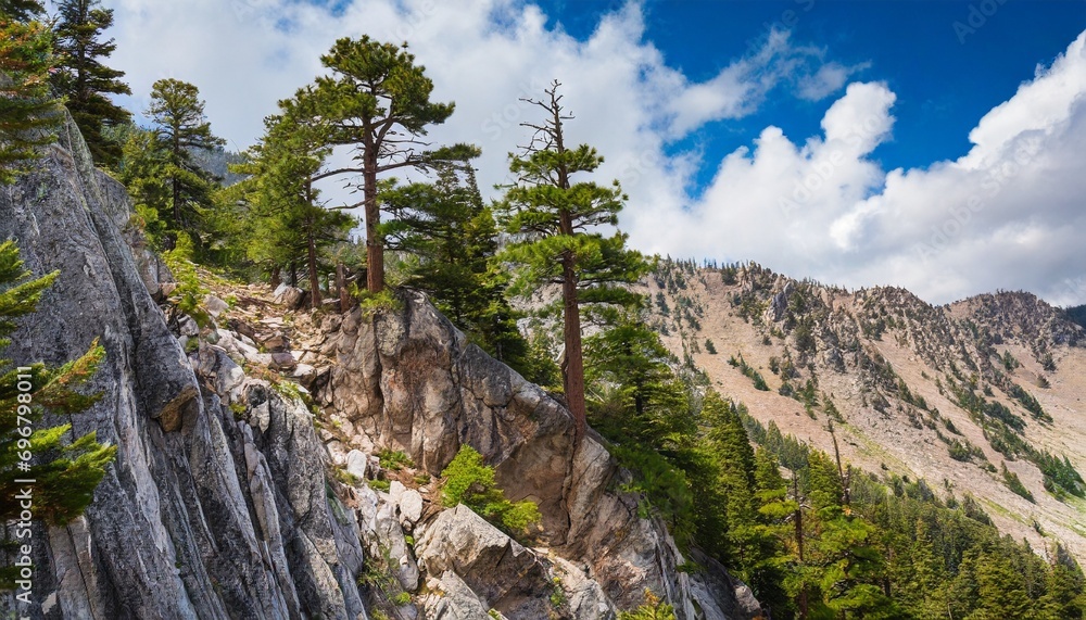 pine trees perched on steep rocky mountain slope
