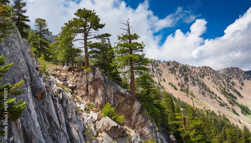 pine trees perched on steep rocky mountain slope