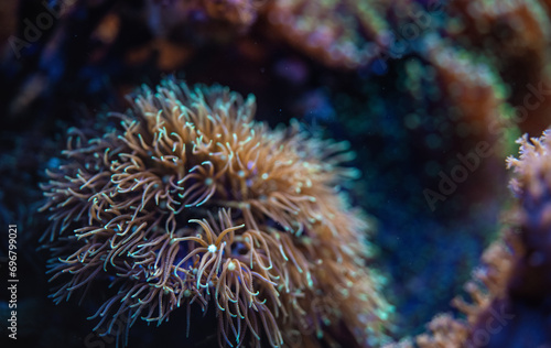 Underwater photo - soft coral with tentacles, Pachyclavularia species, emitting under UV light, beautiful abstract marine organic background
