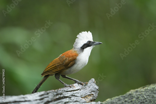 White-crested Laughing on stone birdwatching in the forest 