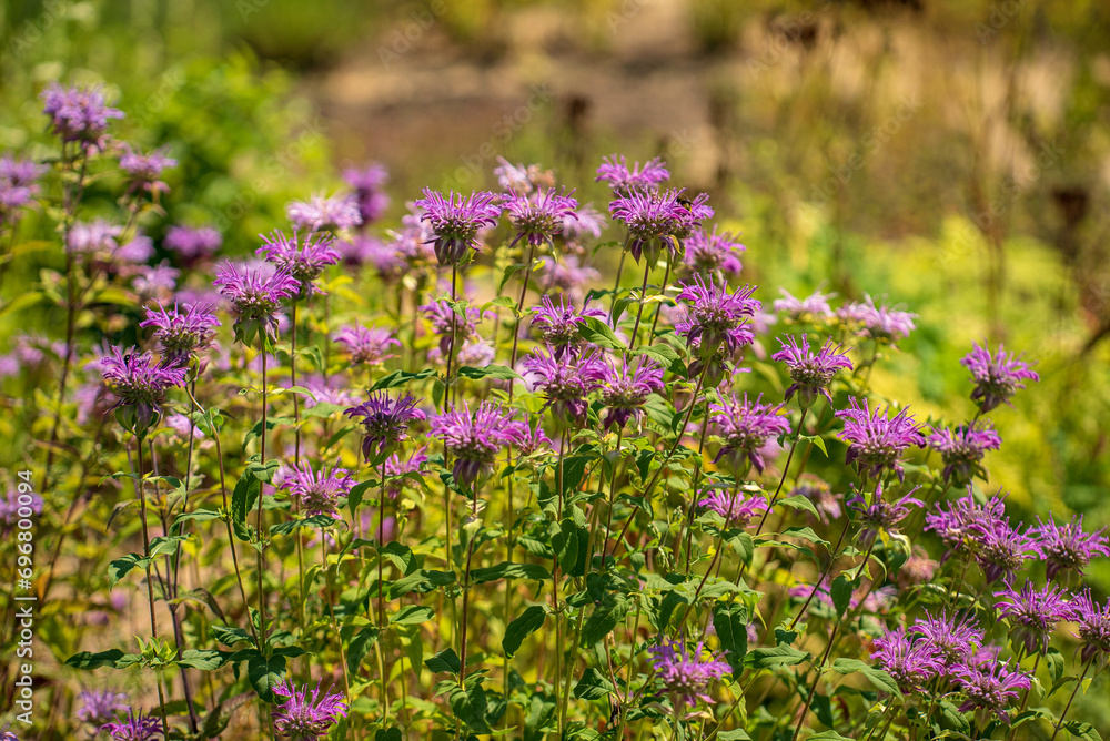 Obraz premium bee balm in the garden