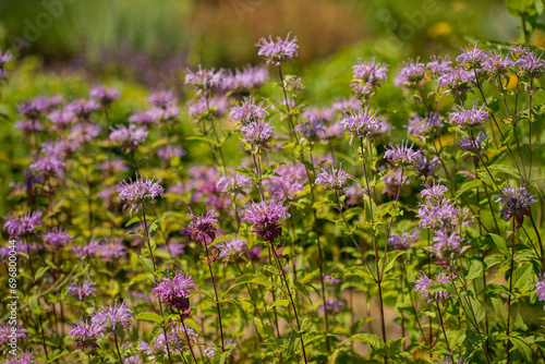 bee balm in the garden