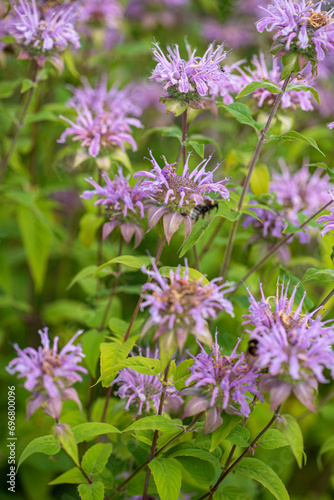 bee balm in the garden