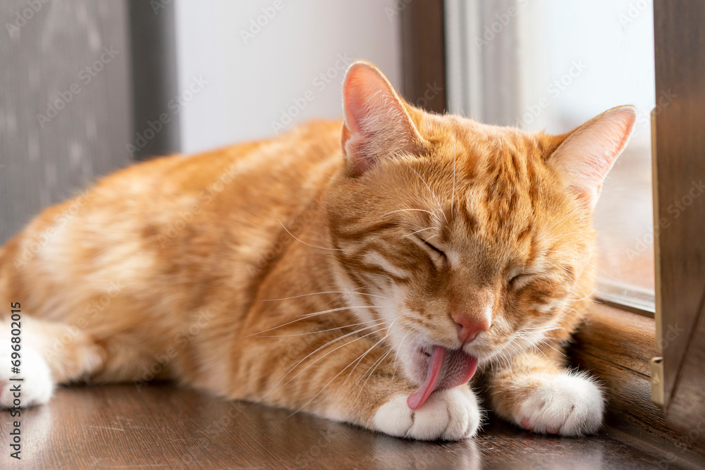 a ginger cat licking its paw close-up - obrazy, fototapety, plakaty 
