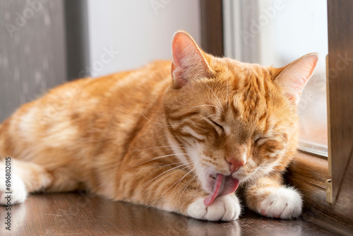 a ginger cat licking its paw close-up photo