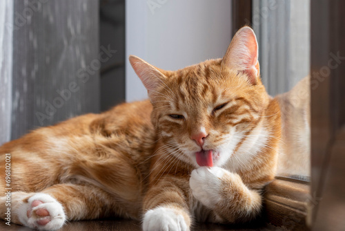 Photos a ginger cat licking its paw close-up