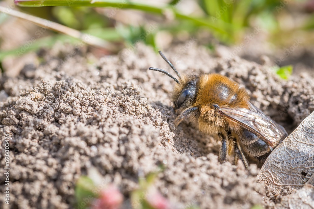 Single female mining bee in her hole on the ground Single female mining bee in her hole on the ground